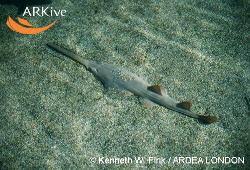 Image result for Pristis pectinata