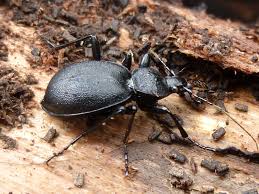 Attēlu rezultāti vaicājumam “Cychrus caraboides”