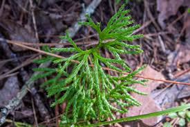 Attēlu rezultāti vaicājumam “Diphasium complanatum”
