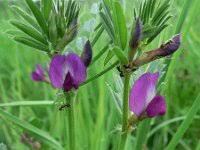 Attēlu rezultāti vaicājumam “Vicia angustifolia”