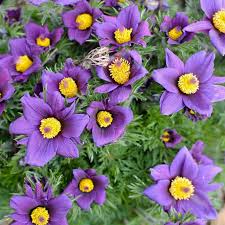 Image result for Pulsatilla