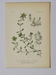 Attēlu rezultāti vaicājumam “Callitriche verna flower”