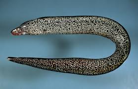 Image result for Gymnothorax moringa