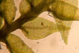 Attēlu rezultāti vaicājumam “Hygroamblystegium varium”