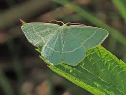 Attēlu rezultāti vaicājumam “Chlorissa viridata”