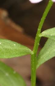 Attēlu rezultāti vaicājumam “Polygala comosa leaf”