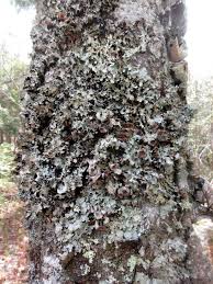 Attēlu rezultāti vaicājumam “Cetrelia olivetorum”