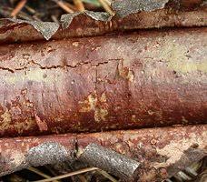 Attēlu rezultāti vaicājumam “Vuilleminia comedens”