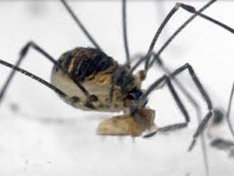 Attēlu rezultāti vaicājumam “Colloderma sp.”