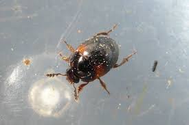 Attēlu rezultāti vaicājumam “Anisotoma humeralis”