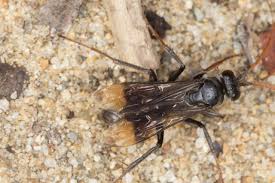 Attēlu rezultāti vaicājumam “Pompilidae”