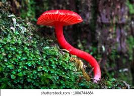 Attēlu rezultāti vaicājumam “Hygrocybe cantharellus”