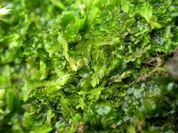 Attēlu rezultāti vaicājumam “Jungermannia hyalina cells”