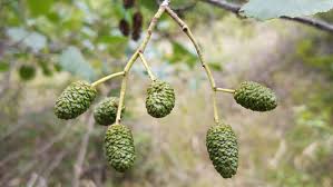 Attēlu rezultāti vaicājumam “Alnus glutinosa fruit”