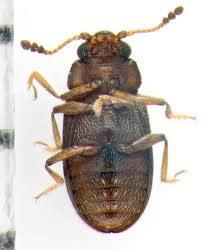 Attēlu rezultāti vaicājumam “Erotylidae”