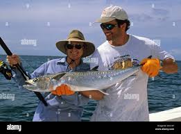 Image result for Scomberomorus cavalla