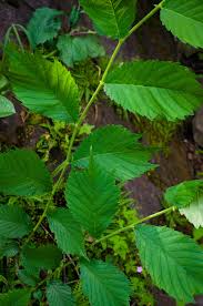 Attēlu rezultāti vaicājumam “Ulmus glabra leaf”