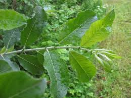 Attēlu rezultāti vaicājumam “Salix caprea leaf”