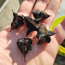 Attēlu rezultāti vaicājumam “Trapa natans”