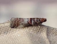 Attēlu rezultāti vaicājumam “Acrobasis advenella”