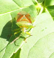 Attēlu rezultāti vaicājumam “Elasmostethus interstinctus imago”