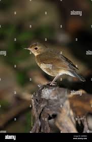 Image result for Luscinia cyane