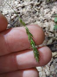 Attēlu rezultāti vaicājumam “Carex sylvatica fruit”
