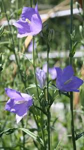 Image result for Campanula persicifolia