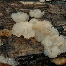 Attēlu rezultāti vaicājumam “Exidia cartilaginea”