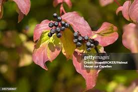 Attēlu rezultāti vaicājumam “Cornus sanguinea fruit”
