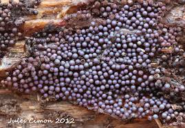 Attēlu rezultāti vaicājumam “Lamproderma nigrescens spores”