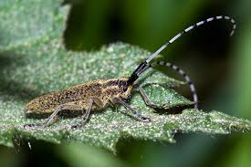 Attēlu rezultāti vaicājumam “Agapanthia villosoviridescens”