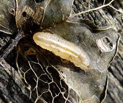 Attēlu rezultāti vaicājumam “Syrphus sp. larva”