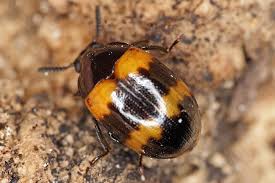 Attēlu rezultāti vaicājumam “Diaperis boleti imago”