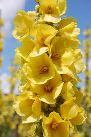 Image result for Verbascum phlomoides