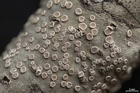 Attēlu rezultāti vaicājumam “Lecanora allophana”