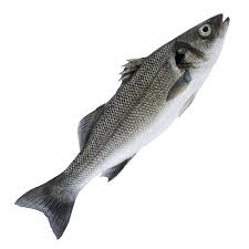 Image result for Dicentrarchus labrax