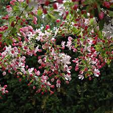 Attēlu rezultāti vaicājumam “Malus x zumi”