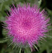 Attēlu rezultāti vaicājumam “Cirsium vulgare”