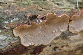 Attēlu rezultāti vaicājumam “Phellinus nigrolimitatus”