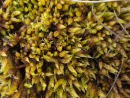 Attēlu rezultāti vaicājumam “Hypnum cupressiforme var. lacunosum sporophyte”