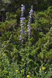 Attēlu rezultāti vaicājumam “Campanula bononiensis”