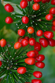 Attēlu rezultāti vaicājumam “Taxus baccata bud”
