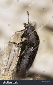 Attēlu rezultāti vaicājumam “Peltis grossa”