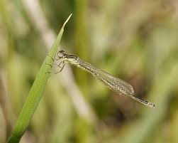 Attēlu rezultāti vaicājumam “Ischnura pumilio”