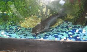 Image result for Ictalurus furcatus
