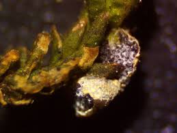 Attēlu rezultāti vaicājumam “Badhamiopsis scripta”