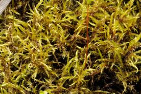 Attēlu rezultāti vaicājumam “Warnstorfia exannulata”