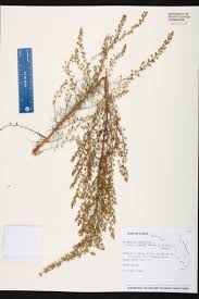Image result for Artemisia caudata