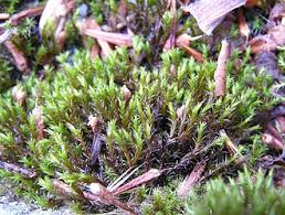 Attēlu rezultāti vaicājumam “Schistidium apocarpum macro”